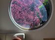 櫻花